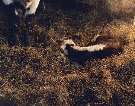 Tyddyn Mon Residency - Calf